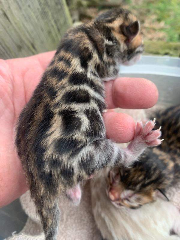 brown bengal kitten