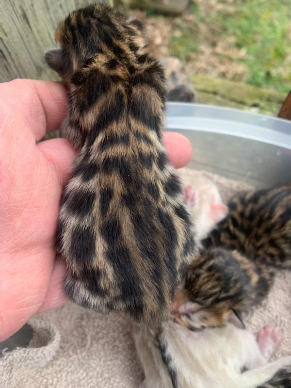 brown bengal kitten