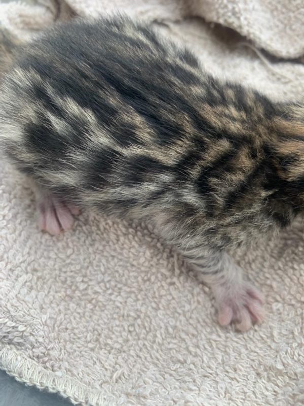 brown bengal kitten